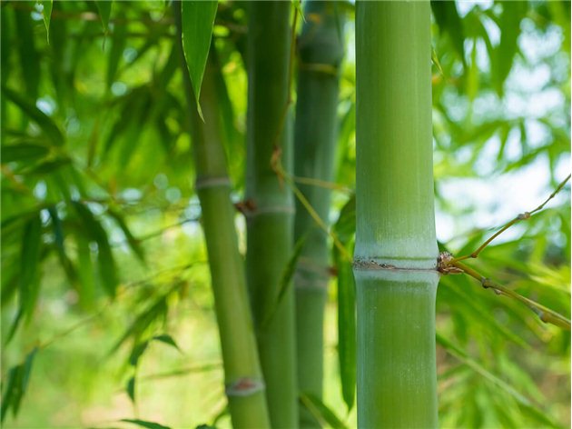 Bambú Sostenible para el Relleno Nórdico Bagés Textil dual