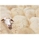 Relleno Nórdico Natural de lana de oveja