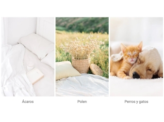 Alérgenos más comunes del hogar ácaros polen perros y gatos